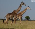 Два Жирафы в саванне